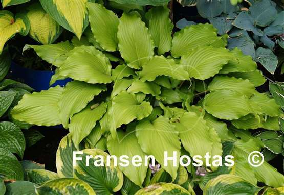 Hosta Stir It Up